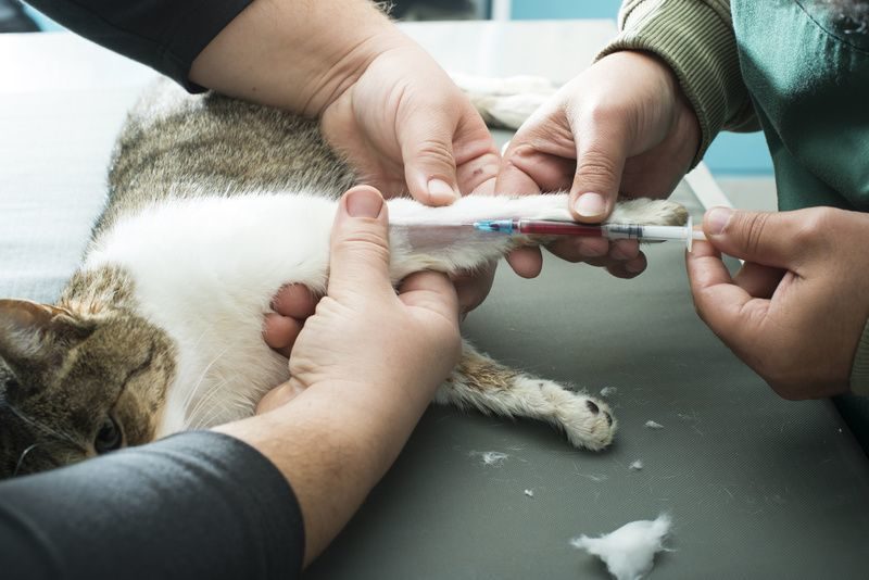 как происходит усыпление кота в ветеринарной клинике